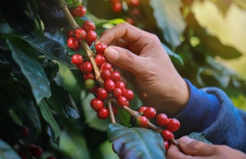 Giá cà phê cao nhất 20 năm: Lo