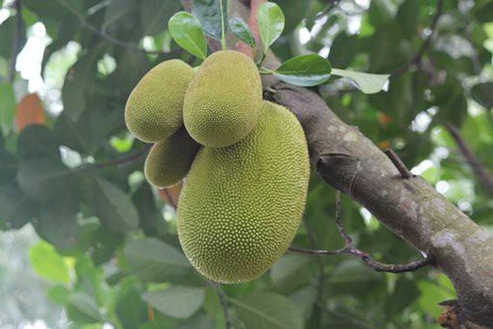 Mít là loại trái cây thơm ngon được nhiều người yêu thích Mít là loại trái cây thơm ngon được nhiều người yêu thích
