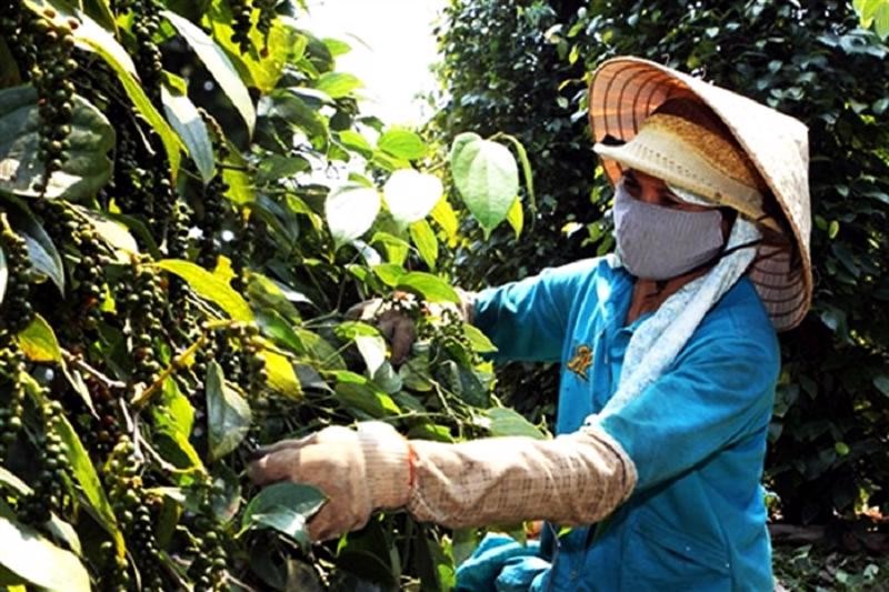 Nguồn cung thiếu hụt, giá tiêu tăng cao nhưng nông dân chưa vội bán dồn sức đầu tư Nguồn cung thiếu hụt, giá tiêu tăng cao nhưng nông dân chưa vội bán dồn sức đầu tư