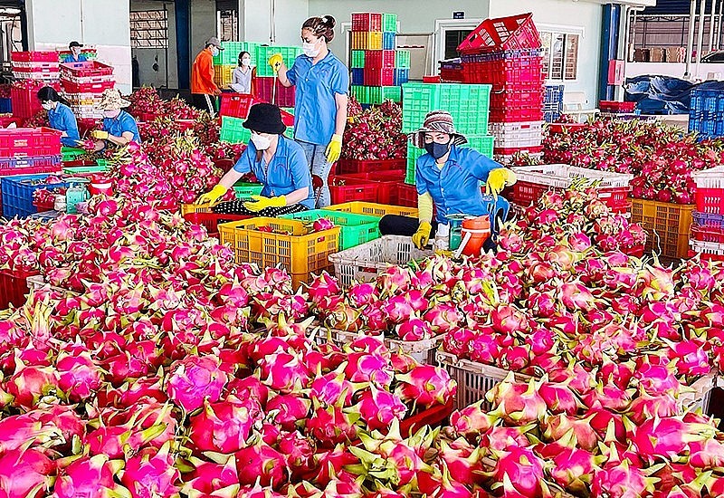 Xuất khẩu rau quả tăng 28%, dự báo cuổi năm sẽ tiếp tục thuận lợi? Xuất khẩu rau quả tăng 28%, dự báo cuổi năm sẽ tiếp tục thuận lợi?