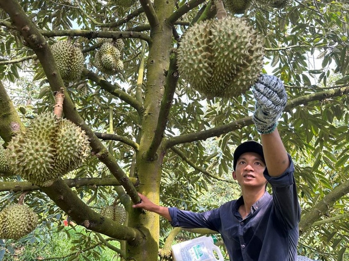 Năm 2024, xuất khẩu sầu riêng có thể đạt kỷ lục 3,5 tỷ USD