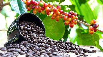 Nguồn cung cà phê giảm, dự báo thị trường quý 3 ra sao?