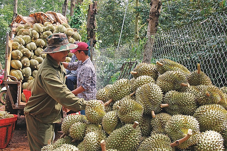 Đắk Lắk: Hướng đến thị trường đầu ra bền vững cho sầu riêng Đắk Lắk: Hướng đến thị trường đầu ra bền vững cho sầu riêng