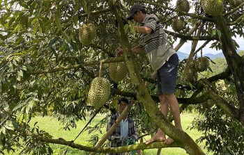 60 gian hàng tham gia Lễ hội trái cây Khánh Sơn (Khánh Hòa) năm 2024