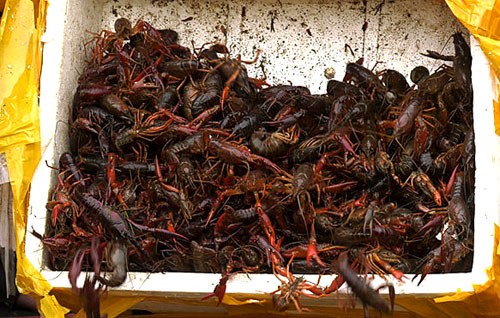 Cục Hải quan TP. Hồ Chí Minh tăng cường kiểm soát mặt hàng tôm hùm đất Cục Hải quan TP. Hồ Chí Minh tăng cường kiểm soát mặt hàng tôm hùm đất