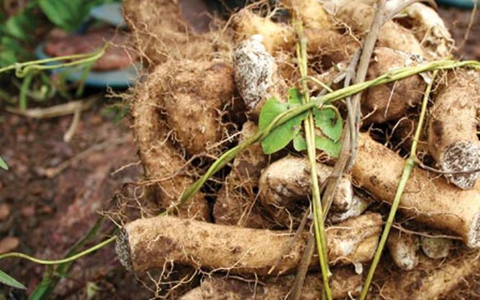 Ảnh minh họa Ảnh minh họa