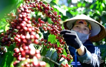 Giá cà phê hôm nay 11/7/2024: Giá cà phê trong nước tiếp đà tăng mạnh
