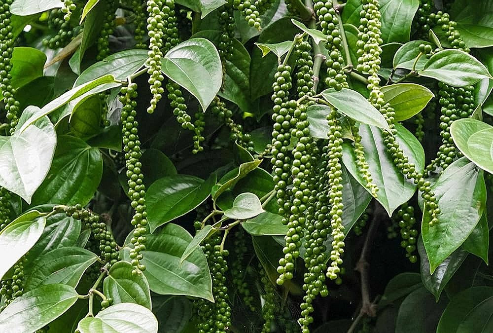 Việt Nam tăng mạnh nhập khẩu, giá xuất khẩu hồ tiêu cao ngỡ ngàng Việt Nam tăng mạnh nhập khẩu, giá xuất khẩu hồ tiêu cao ngỡ ngàng