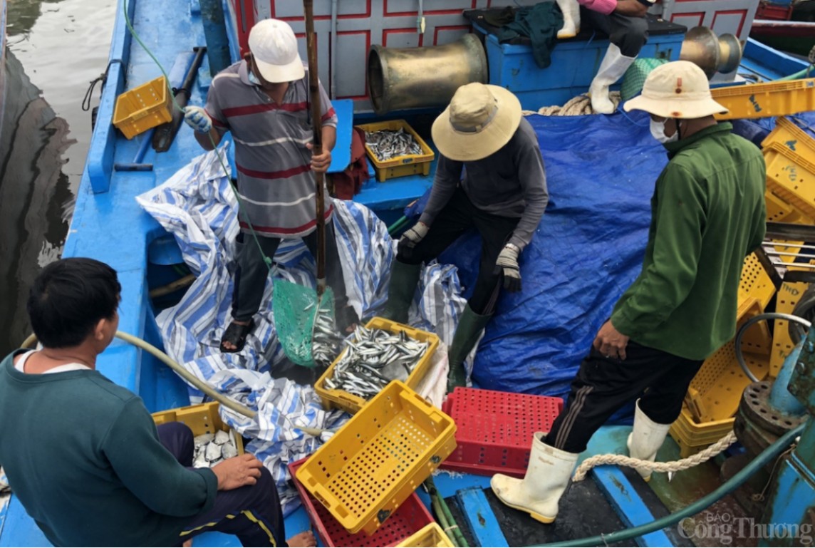 undefined Miền Trung: Kiên quyết trong việc xử lý các tàu cá vi phạm khai thác IUU