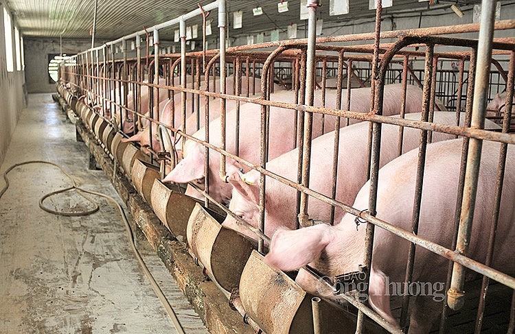 Giá heo hơi hôm nay ngày 12/7/2024: Ổn định, cao nhất 69.000 đồng/kg Giá heo hơi hôm nay ngày 12/7/2024: Ổn định, cao nhất 69.000 đồng/kg