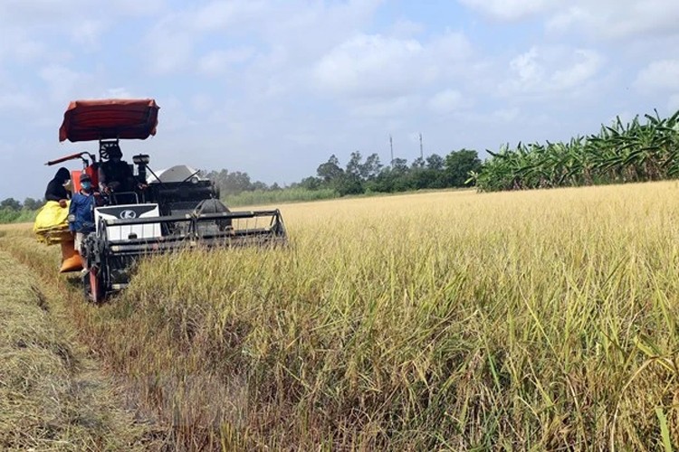 Giá lúa gạo hôm nay ngày 12/7: Giá gạo giảm giá gạo xuất khẩu giảm nhẹ Giá lúa gạo hôm nay ngày 12/7: Giá gạo giảm giá gạo xuất khẩu giảm nhẹ