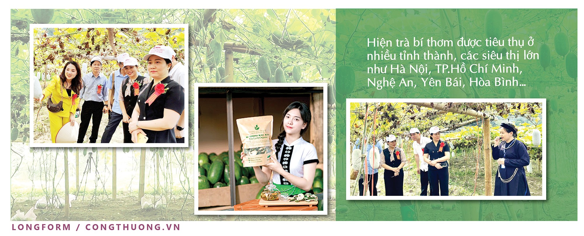 Nâng tầm giá trị trái bí xanh thơm Bắc Kạn Nâng tầm giá trị trái bí xanh thơm Bắc Kạn