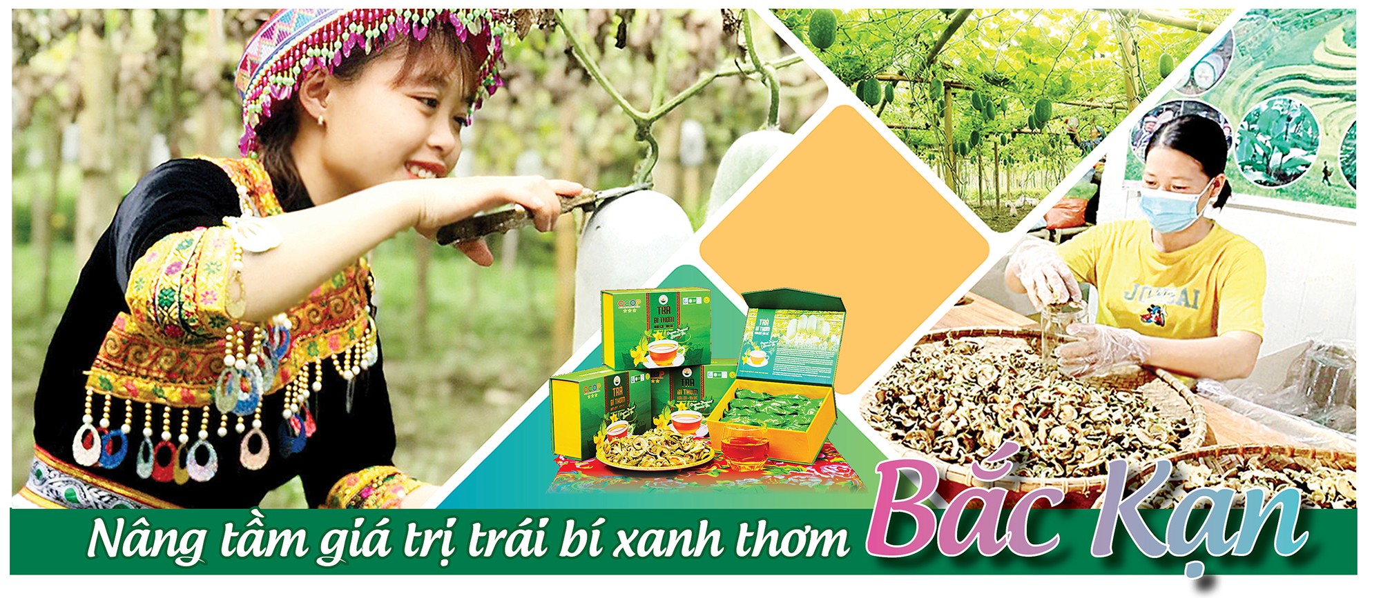 Nâng tầm giá trị trái bí xanh thơm Bắc Kạn Nâng tầm giá trị trái bí xanh thơm Bắc Kạn