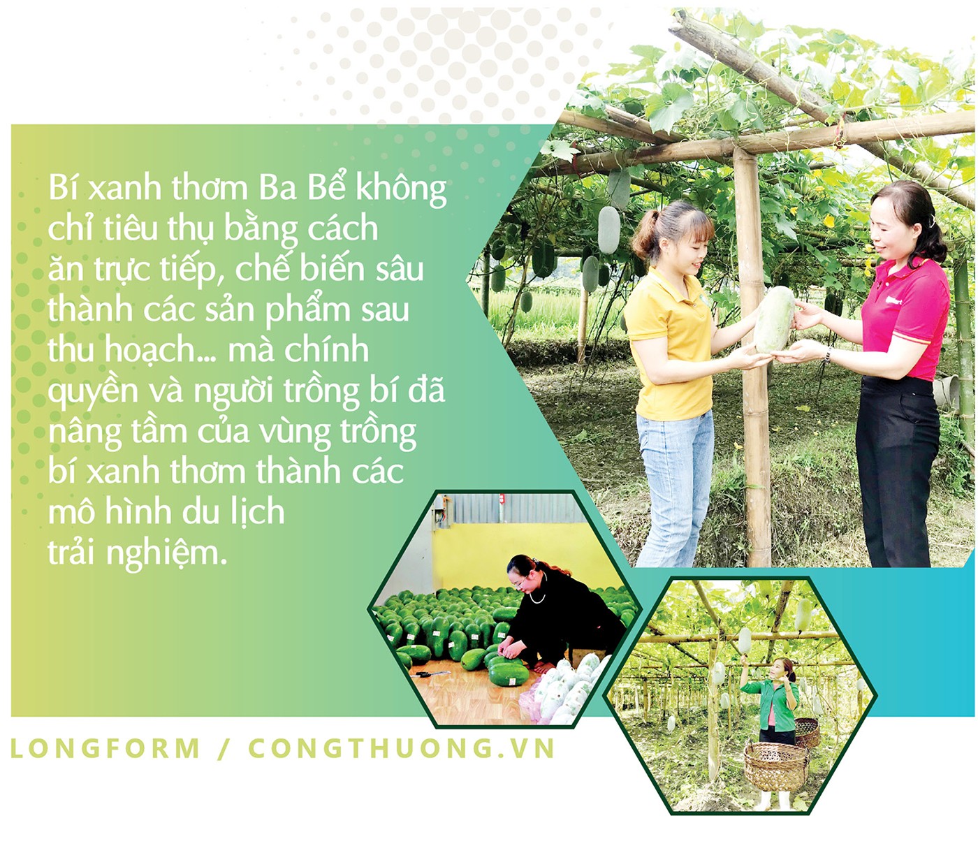 Nâng tầm giá trị trái bí xanh thơm Bắc Kạn Nâng tầm giá trị trái bí xanh thơm Bắc Kạn