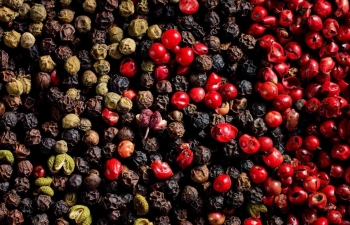 Giá hồ tiêu cao nhất 10 năm qua, nông dân kỳ vọng 