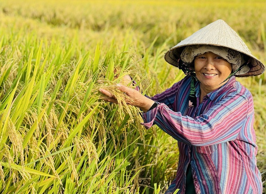 Giá lúa gạo hôm nay ngày 14/7 và tổng kết tuần qua: Giá gạo xu hướng giảm Giá lúa gạo hôm nay ngày 14/7 và tổng kết tuần qua: Giá gạo xu hướng giảm