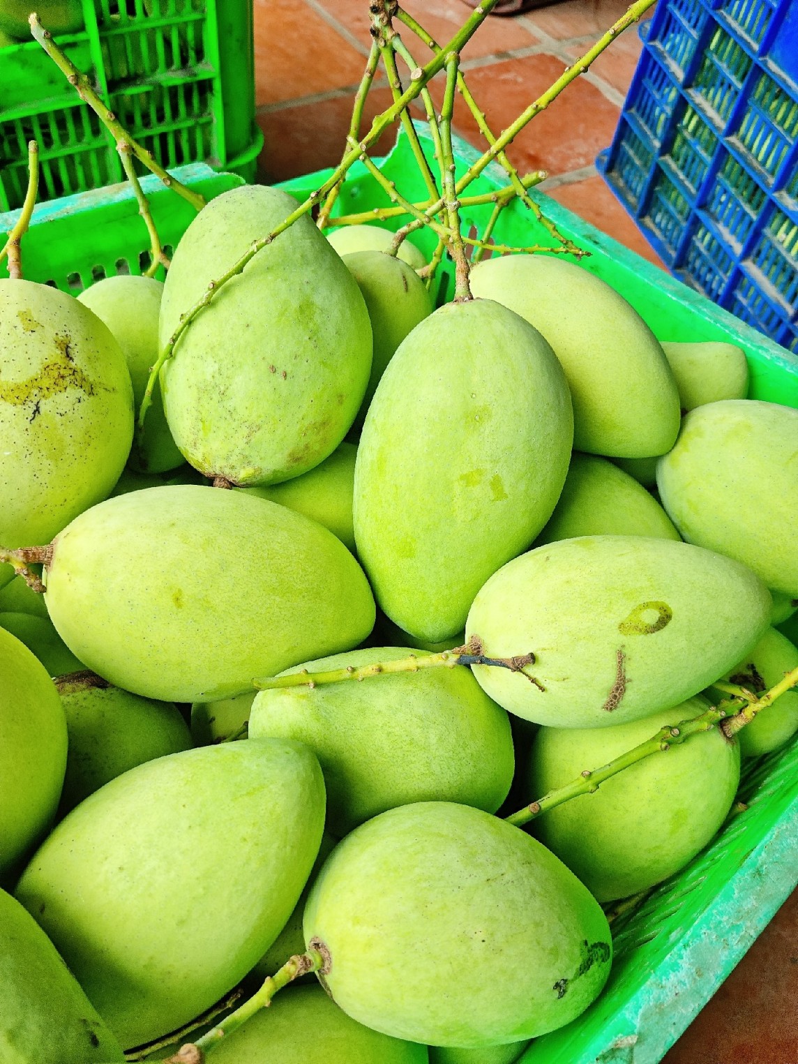 Giá nông sản hôm nay ngày 14/7: Giá cà phê tiếp tục tăng; giá xoài tăng ở mức cao nhất Giá nông sản hôm nay ngày 14/7: Giá cà phê tiếp tục tăng; giá xoài tăng ở mức cao nhất