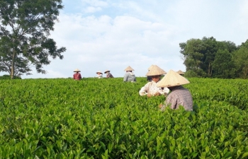'Cầu nối khuyến công' - nâng tầm giá trị sản phẩm chè truyền thống Tuyên Quang
