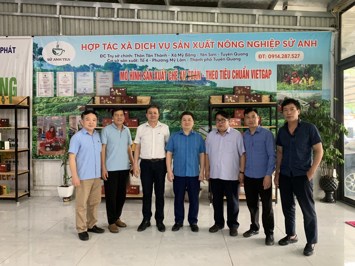 'Cầu nối khuyến công' - nâng tầm giá trị sản phẩm chè truyền thống Tuyên Quang 'Cầu nối khuyến công' - nâng tầm giá trị sản phẩm chè truyền thống Tuyên Quang