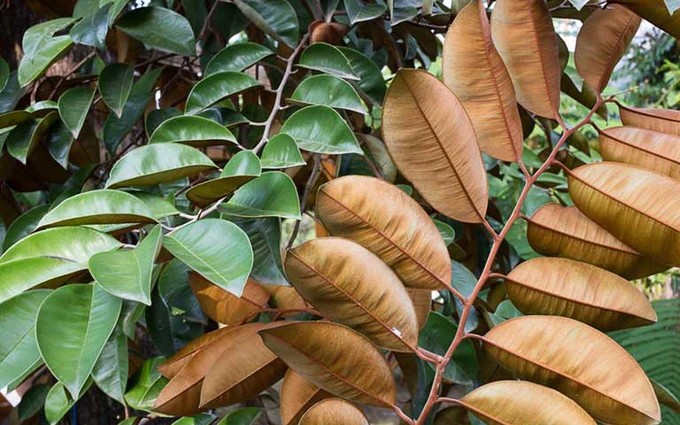 Lá cây vú sữa có những lợi ích gì? Lá cây vú sữa có những lợi ích gì?