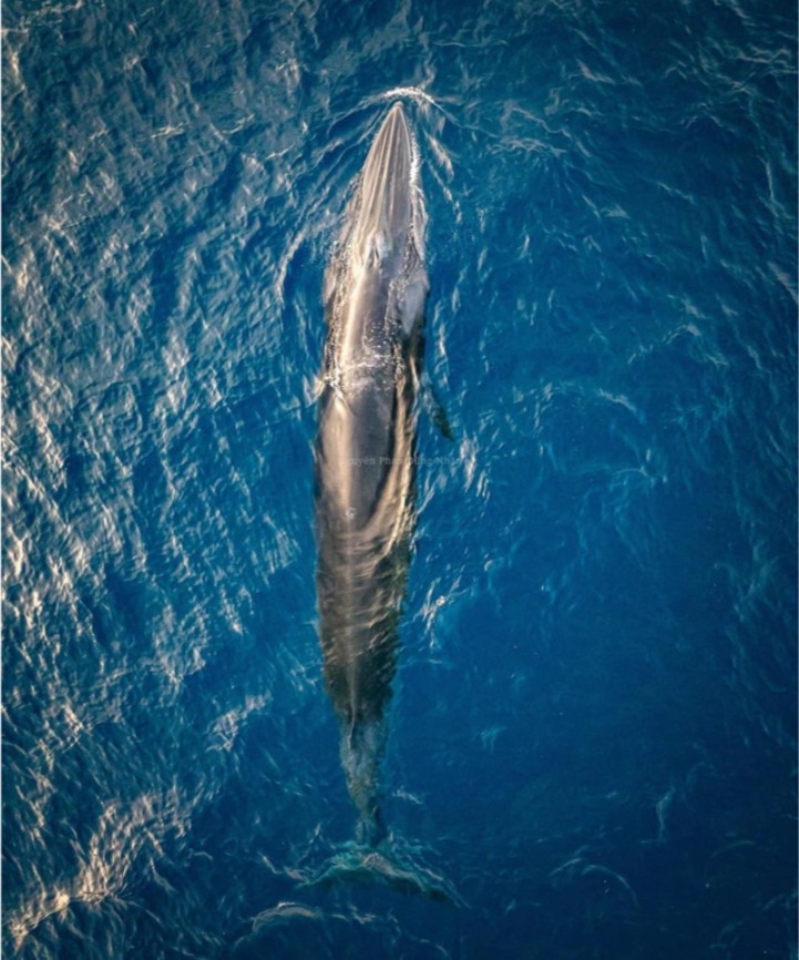 Cá voi xuất hiện săn mồi tại vùng biển Hoài Hải, Bình Định