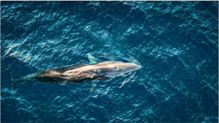 Cá voi xuất hiện săn mồi tại vùng biển Hoài Hải, Bình Định