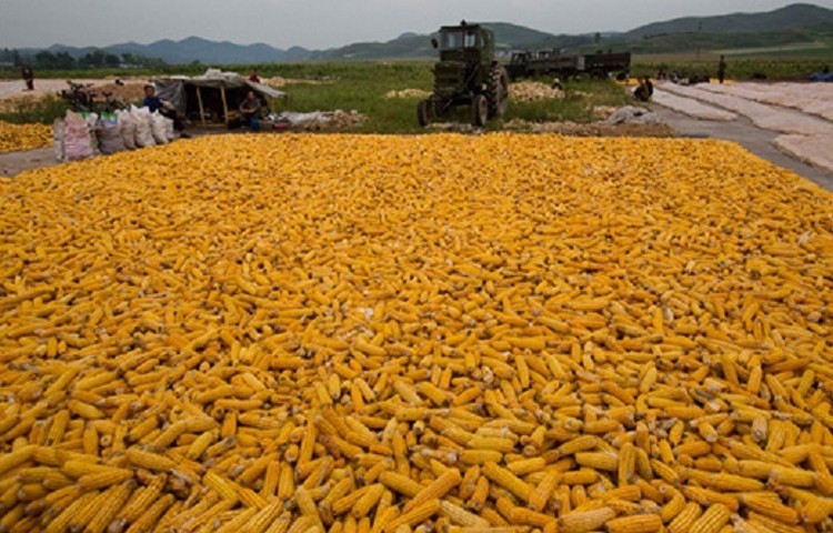 Không thiếu đất trồng nhưng 2 quý đầu năm Việt Nam chi hơn 1,22 tỷ USD nhập khẩu ngũ cốc này Không thiếu đất trồng nhưng 2 quý đầu năm Việt Nam chi hơn 1,22 tỷ USD nhập khẩu ngũ cốc này