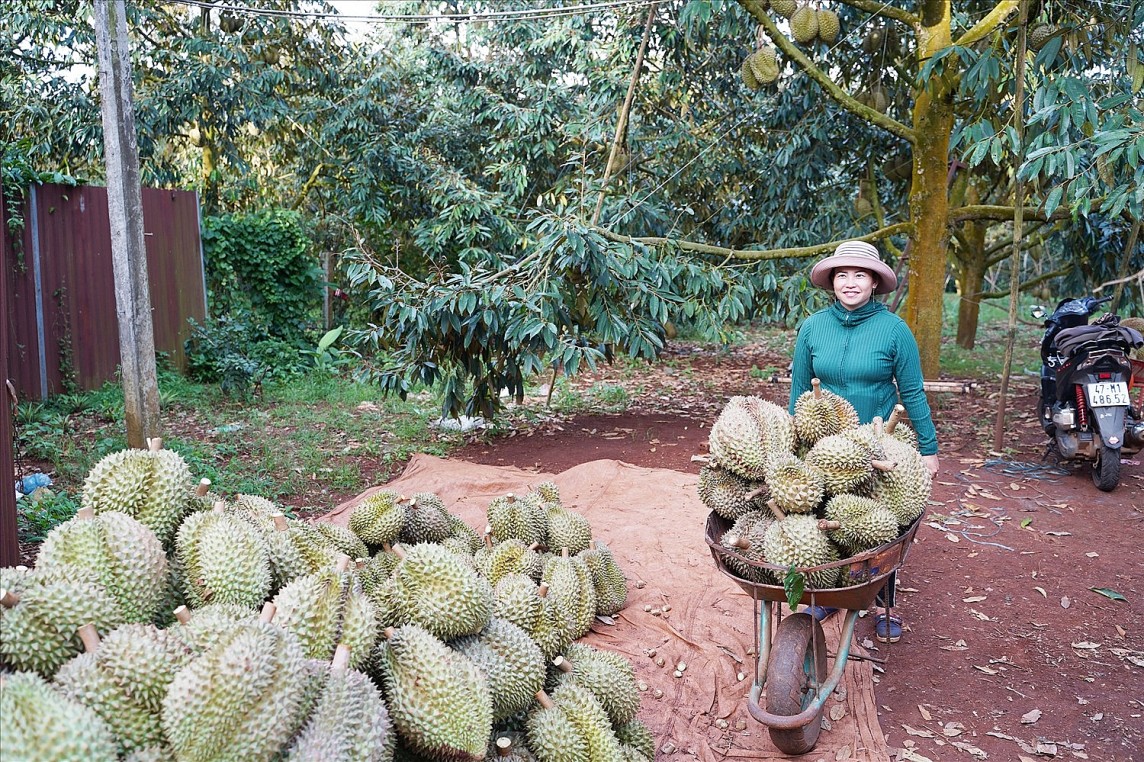 nâng tâm giá trị sầu riêng huyện Krông Pắk nâng tâm giá trị sầu riêng huyện Krông Pắk