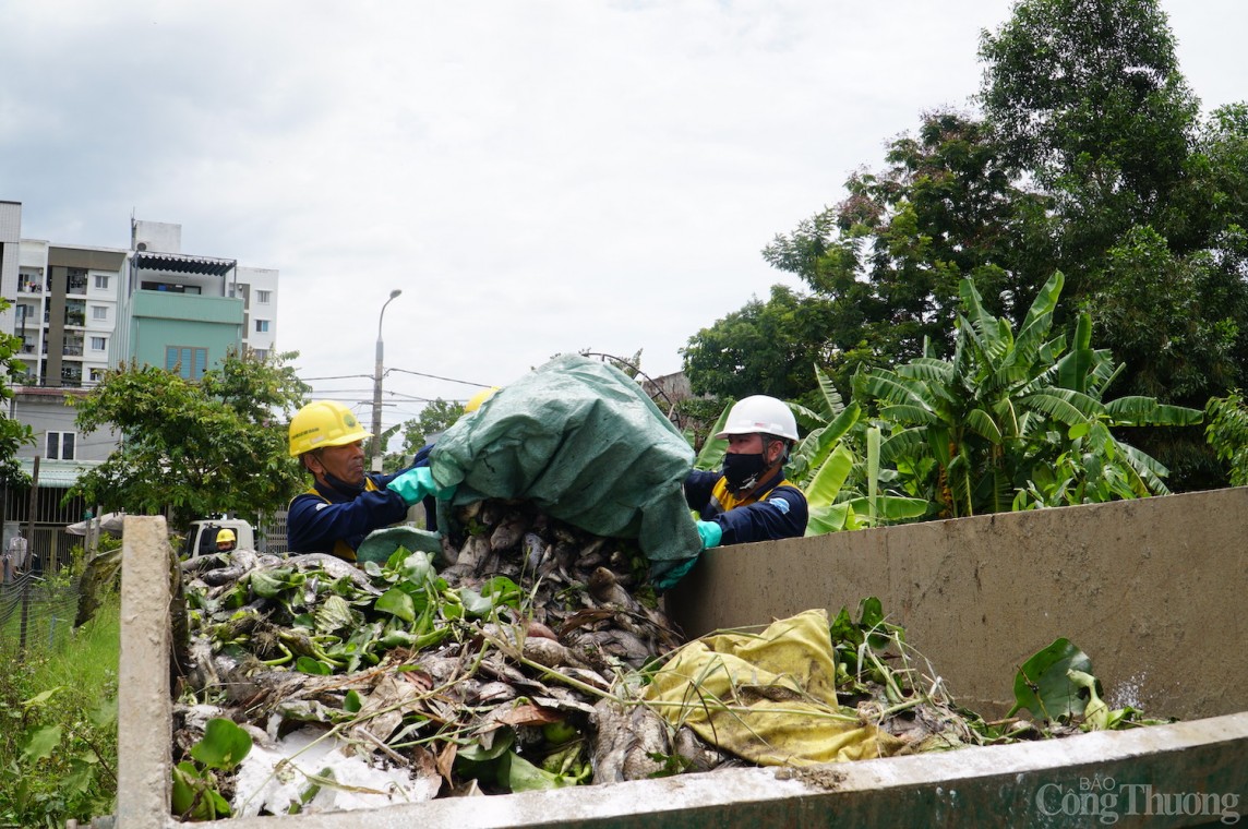 Đà Nẵng: Cá lại chết trắng mặt hồ kênh Đa Cô