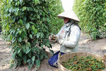 Giá hạt tiêu xuất khẩu đạt mức cao nhất trong nhóm hàng nông sản