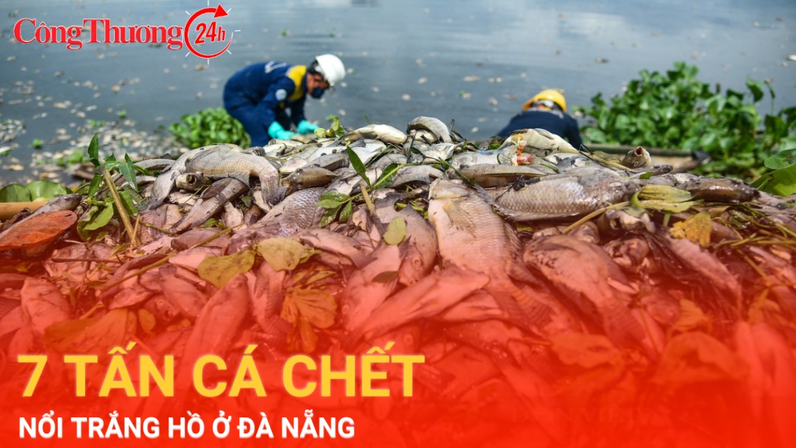 Nguyên nhân nào khiến 7 tấn cá chết nổi trắng hồ ở Đà Nẵng?