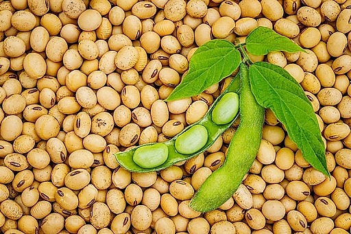 Đậu nành rất giàu chất dinh dưỡng và các hợp chất thực vật có lợi Đậu nành rất giàu chất dinh dưỡng và các hợp chất thực vật có lợi