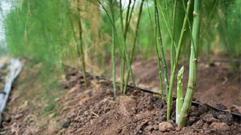 Giá nông sản hôm nay ngày 24/7/2024: Giá nông sản hôm nay ngày 24/7/2024: