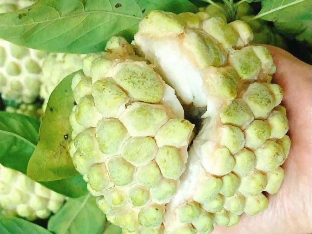 Giá nông sản hôm nay ngày 24/7/2024: Giá nông sản hôm nay ngày 24/7/2024: