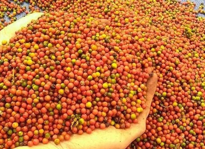 Giá tiêu hôm nay 25/7/2024: Giá tiêu hôm nay 25/7/2024: