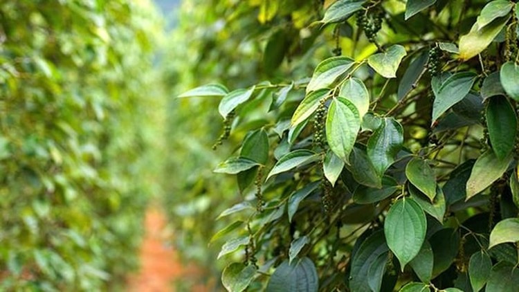 Dự báo giá tiêu ngày 26/7/2024: Đảo chiều tăng trở lại Dự báo giá tiêu ngày 26/7/2024: Đảo chiều tăng trở lại