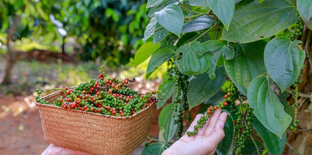 Giá tiêu hôm nay 27/7/2024: Giá tiêu hôm nay 27/7/2024: