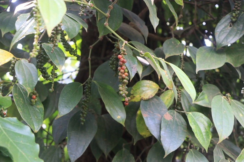 Dự báo giá tiêu ngày 28/7/2024: Thị trường chưa thấy có dấu hiệu phục hồi? Dự báo giá tiêu ngày 28/7/2024: Thị trường chưa thấy có dấu hiệu phục hồi?