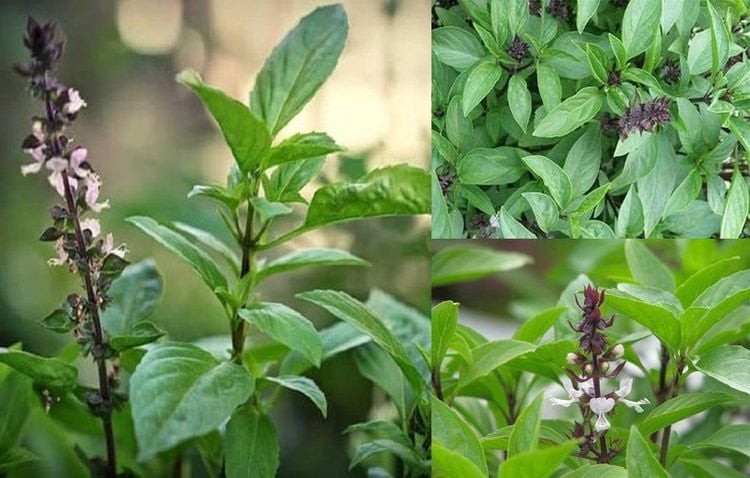 Ăn húng quế mỗi ngày có tác dụng gì? Ăn húng quế mỗi ngày có tác dụng gì?