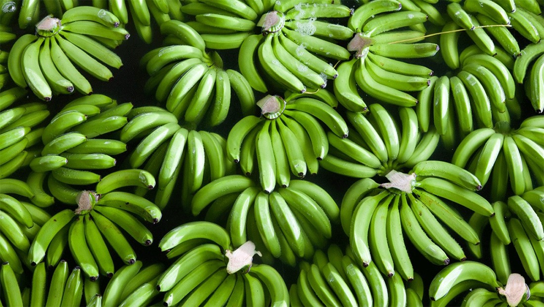 Chuối xanh, bài thuốc dân gian chữa trào ngược dạ dày Chuối xanh, bài thuốc dân gian chữa trào ngược dạ dày