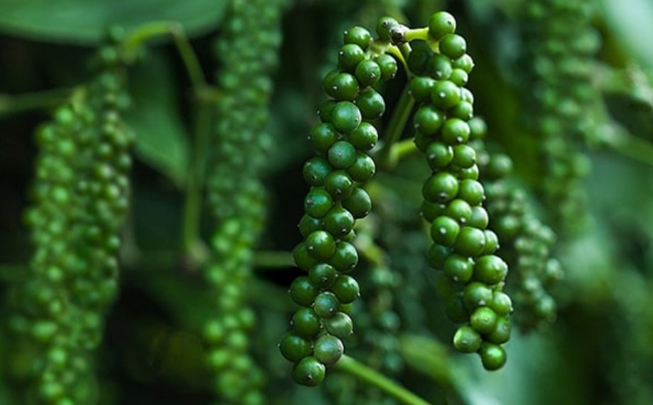 Dự báo giá tiêu ngày 29/7/2024: Dự báo giá tiêu ngày 29/7/2024: