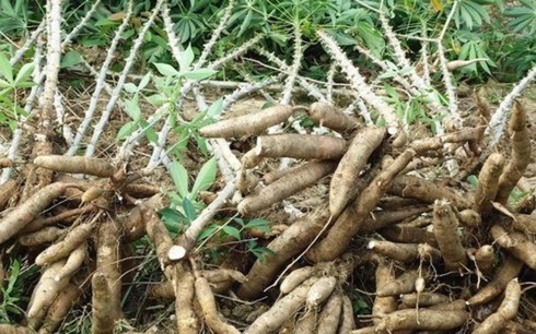 Xuất khẩu tuần từ 20-28/7: 2 nhóm hàng nông nghiệp trong top 10 hàng xuất khẩu lớn nhất Xuất khẩu tuần từ 20-28/7: 2 nhóm hàng nông nghiệp trong top 10 hàng xuất khẩu lớn nhất