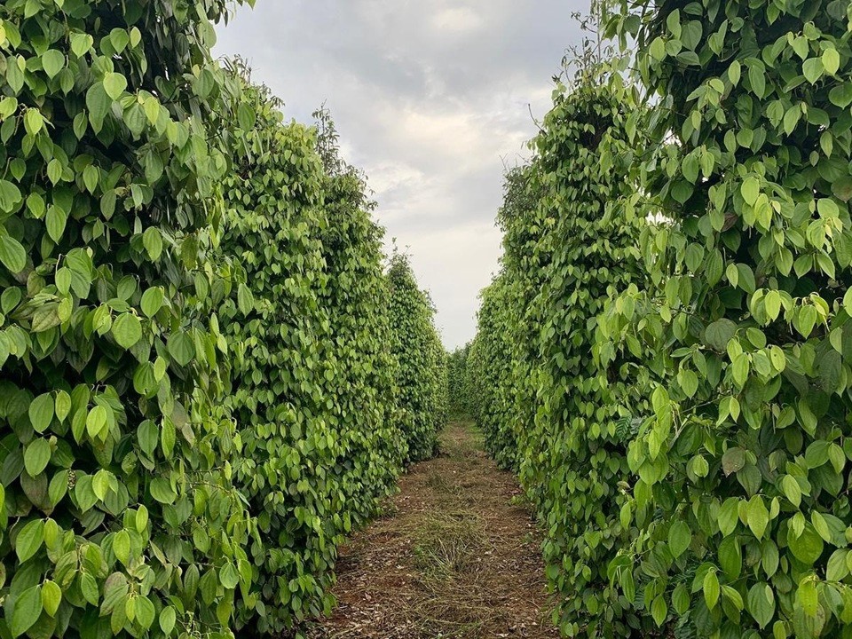 Giá tiêu hôm nay 29/7/2024: