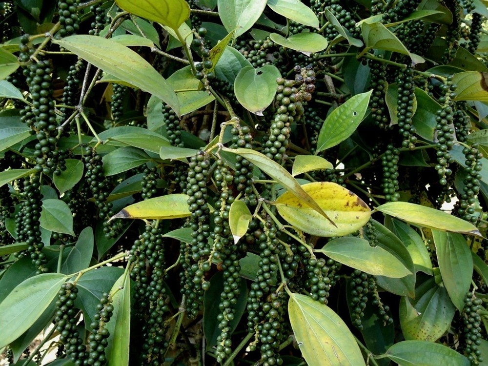 Dự báo giá tiêu ngày 30/7/2024: Dự báo giá tiêu ngày 30/7/2024: