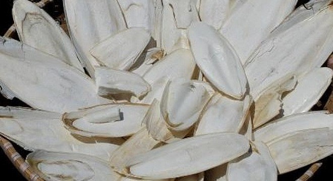 Mai mực “hot trend” trên mạng xã hội có thật sự chữa đau dạ dày? Mai mực “hot trend” trên mạng xã hội có thật sự chữa đau dạ dày?