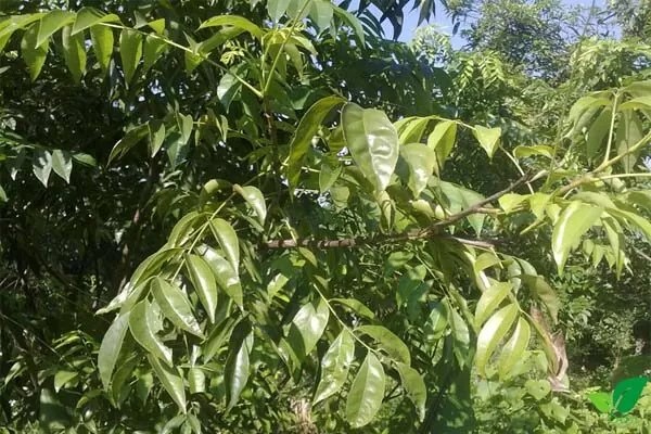 Gà nướng lá mắc mật, món ngon hấp dẫn vùng Tây Bắc Gà nướng lá mắc mật, món ngon hấp dẫn vùng Tây Bắc