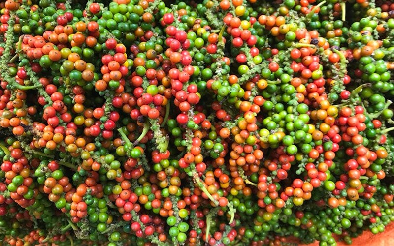 Giá tiêu hôm nay 31/7/2024: Giá tiêu hôm nay 31/7/2024: