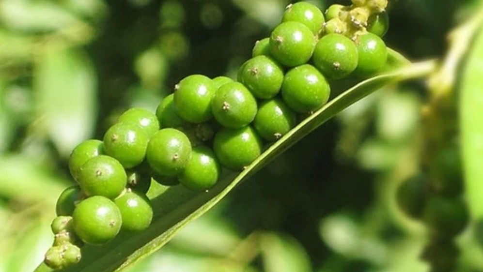 Dự báo giá tiêu ngày 2/8/2024: Giảm nhẹ sau những ngày đi ngang Dự báo giá tiêu ngày 2/8/2024: Giảm nhẹ sau những ngày đi ngang