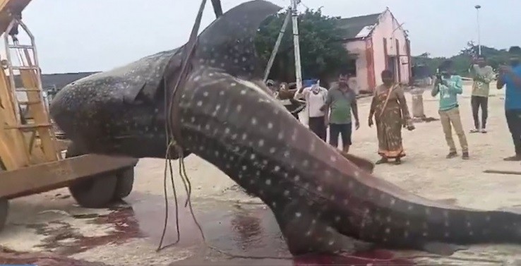 Cá mập voi khổng lồ nặng 1500 kg bị ngư dân bắt được trên biển Cá mập voi khổng lồ nặng 1500 kg bị ngư dân bắt được trên biển
