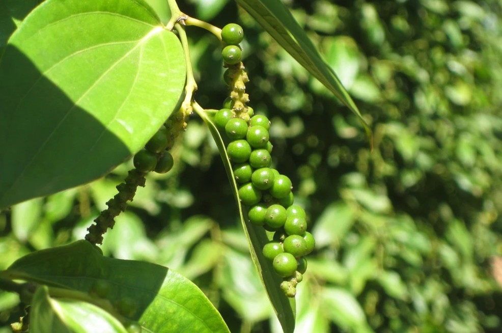 Dự báo giá tiêu ngày 3/8/2024: Lao dốc không phanh? Dự báo giá tiêu ngày 3/8/2024: Lao dốc không phanh?